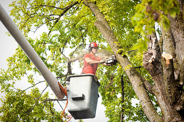 Best Palm Tree Trimming  in Anadarko, OK